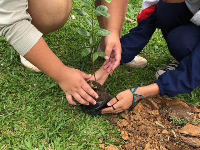 Escola Municipal de São José dos Campos e Tamoios realizam plantio de árvores